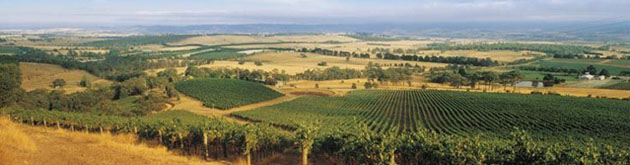 Vineyards in the Geelong region