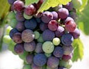 Australian Red Wine Grapes