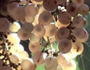 Australian Sparkling Wine Grapes