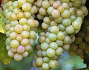 Australian White Wine Grapes